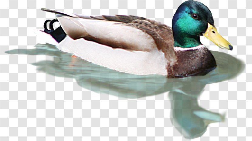 Mallard Duck Bird Flamingos - Beak Transparent PNG