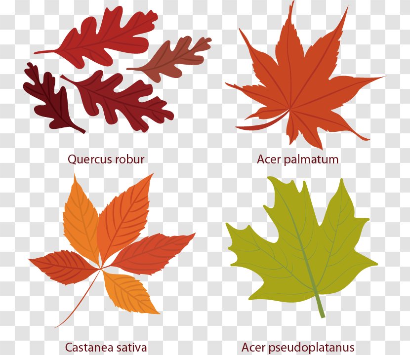 Euclidean Vector Leaf Autumn Icon - Photography - Maple Element Transparent PNG