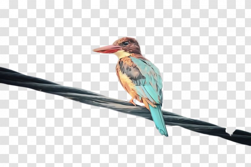 Hummingbird - Coraciiformes - Branch Transparent PNG