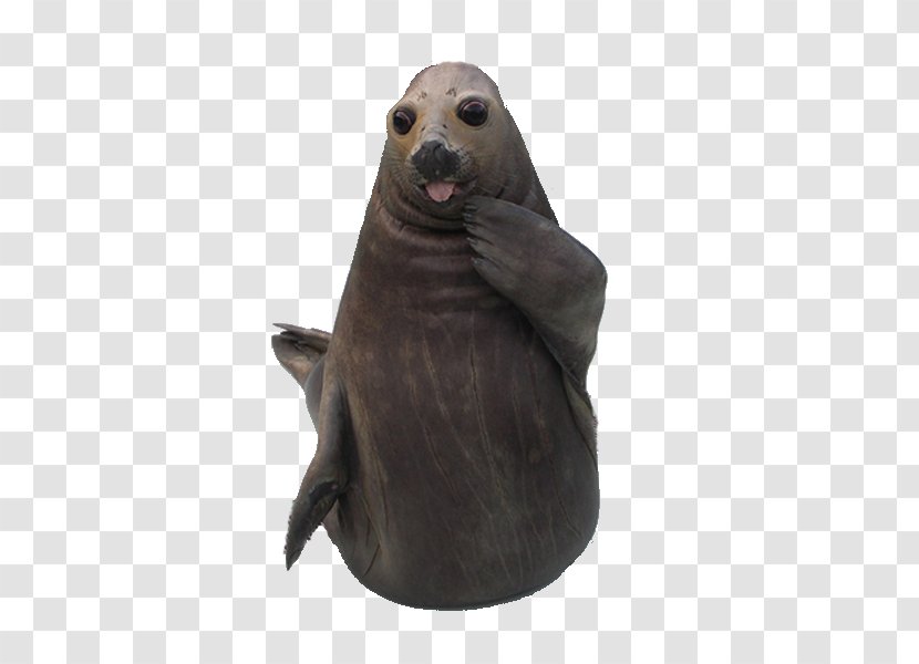 Sea Lion Breaking News Internet - Frame Transparent PNG