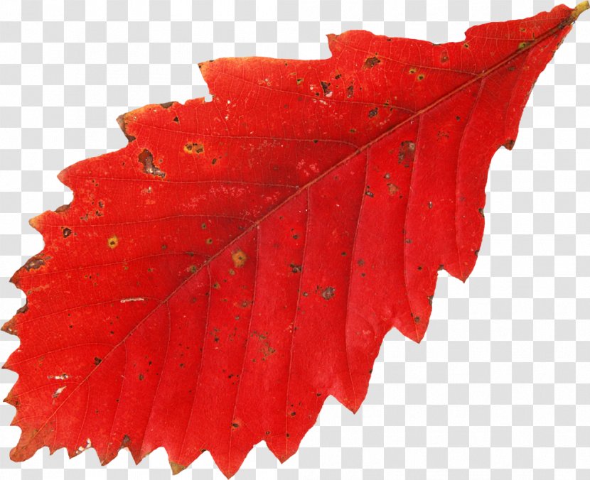 Leaf Autumn Leaves Red Tree Transparent PNG