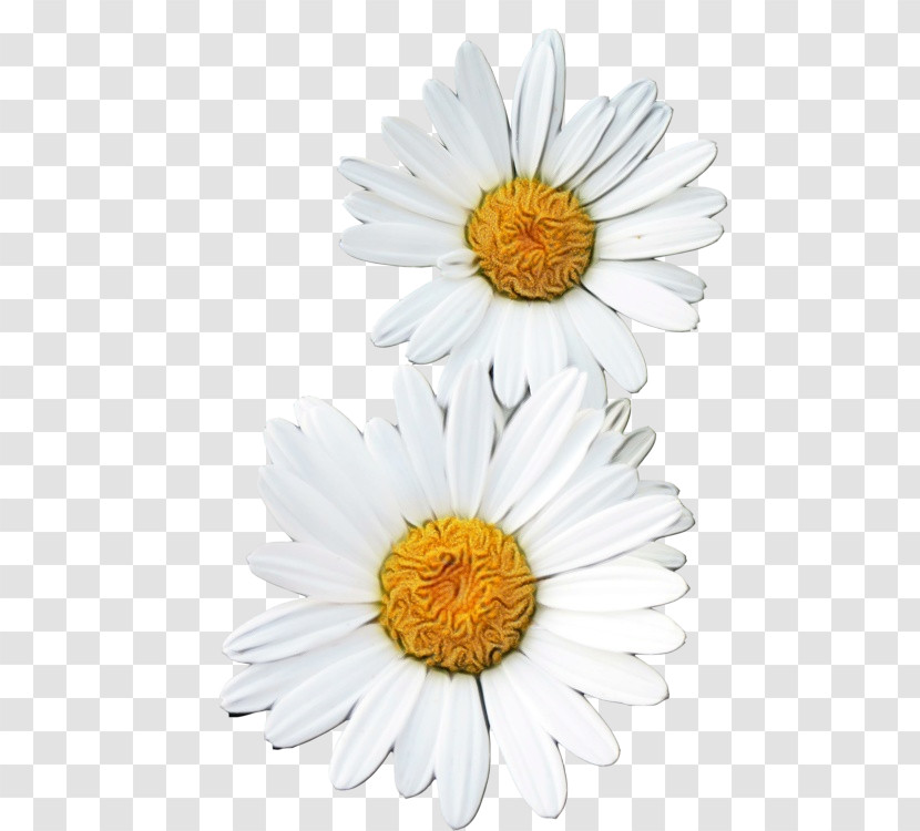 Oxeye Daisy Transvaal Daisy Marguerite Daisy Chrysanthemum Roman Chamomile Transparent PNG