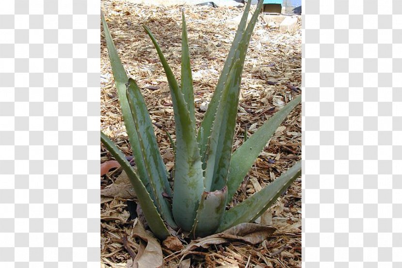 Aloe Vera Trailing Lantana Plants Soap Seed - An Transparent PNG