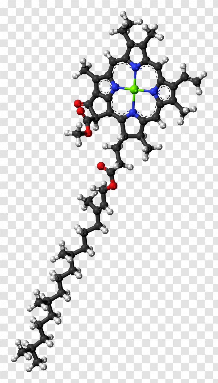 Chlorophyll A B Molecule Photosynthesis - Petal - File Transparent PNG