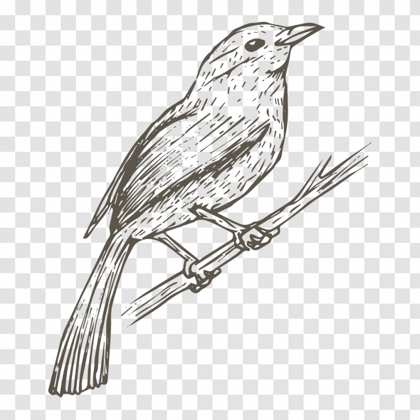 Bird House Sparrow Drawing Sketch - Painting Transparent PNG