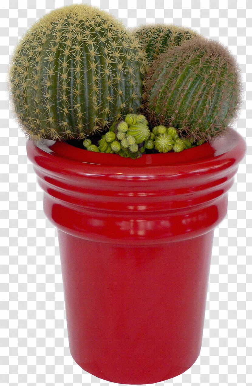 Cactaceae Succulent Plant Flower - Cactus - Cacti Transparent PNG