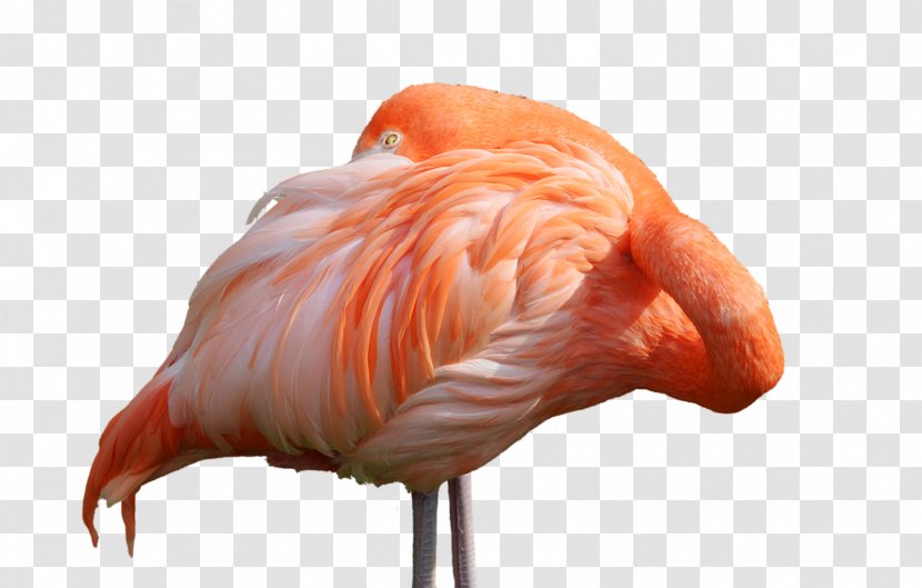 Water Bird DeviantArt Flamingo - Art Transparent PNG