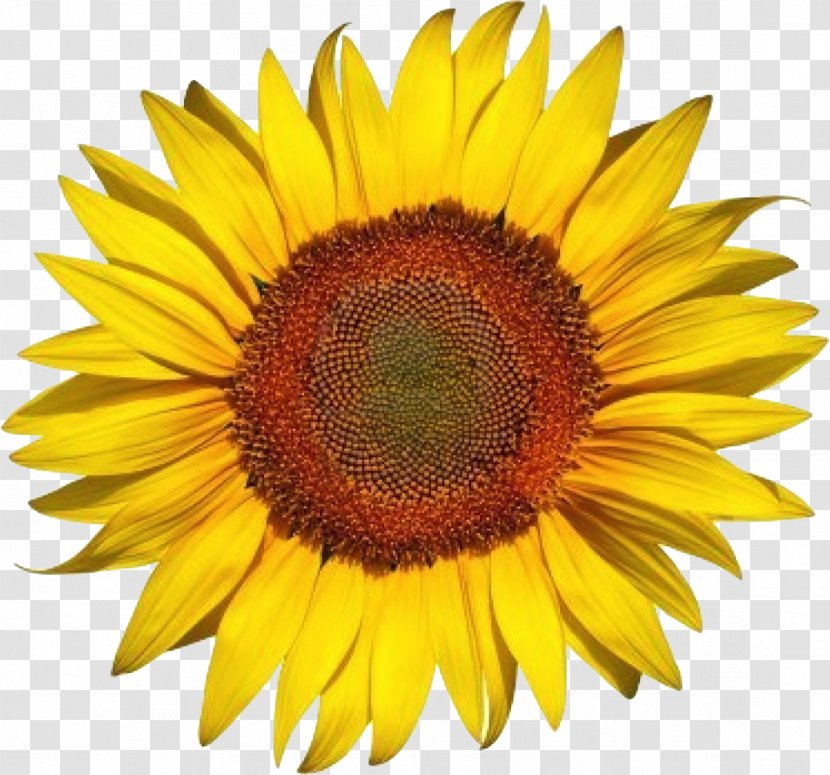 Common Sunflower Seed Clip Art - Sun Flower Transparent PNG