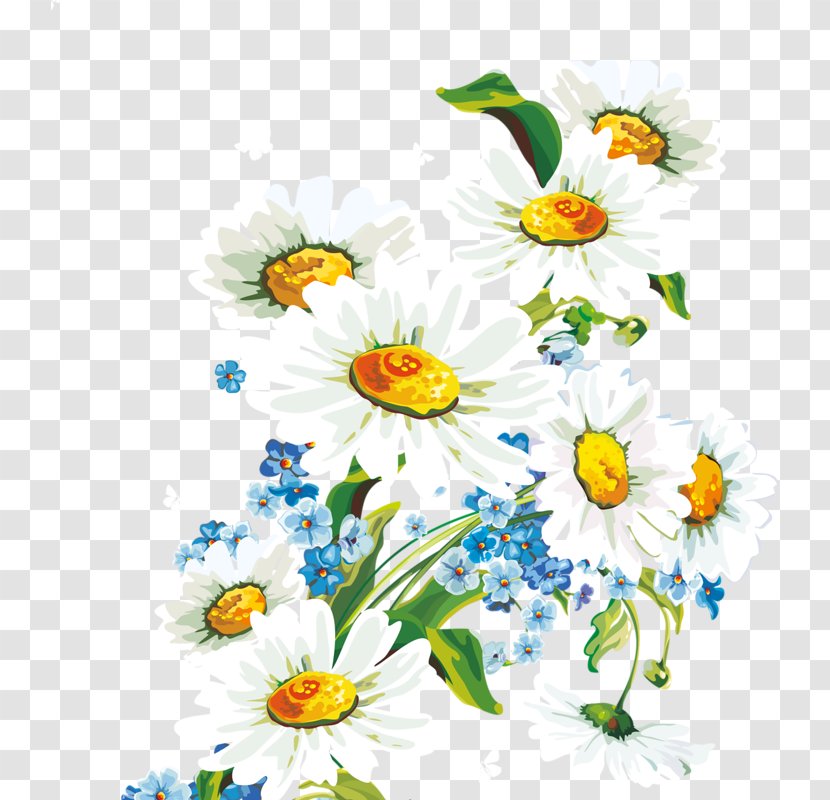 Common Daisy Flower Desktop Wallpaper Transvaal - Art Transparent PNG