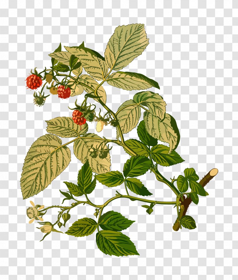 Plant Cloudberry Red Raspberry Rubus Strigosus - Eukaryote Transparent PNG