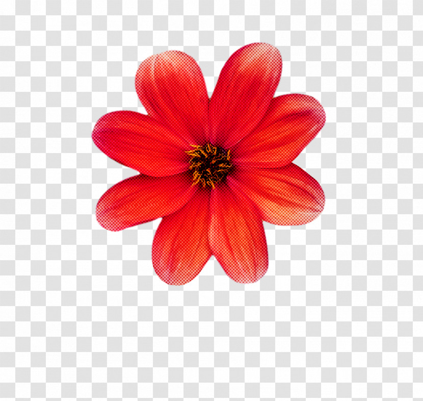 Dahlia Cut Flowers Petal Flower Plants Transparent PNG