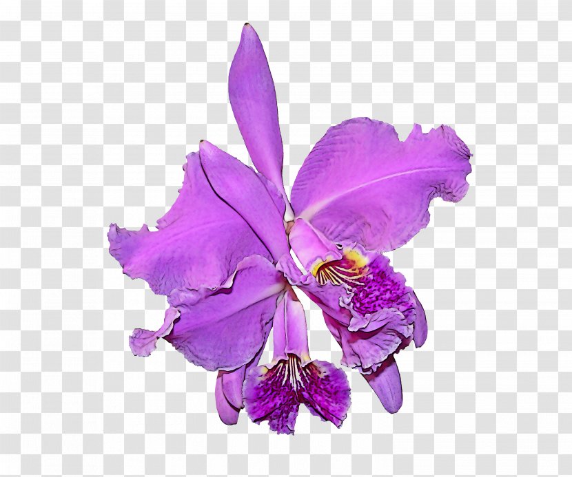 Flower Violet Cattleya Labiata Purple Plant - Orchid Cut Flowers Transparent PNG
