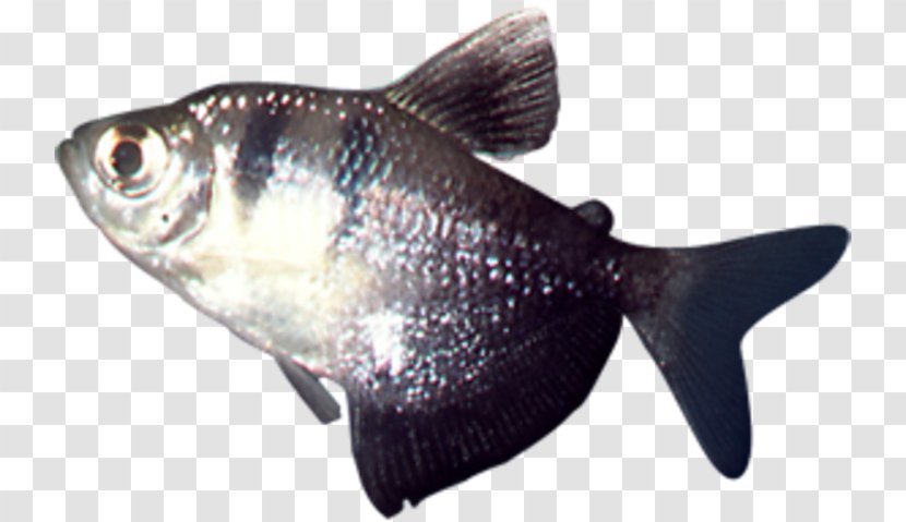 Milkfish Cod Fish Products Oily Transparent PNG