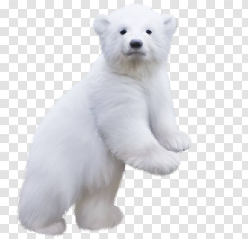 Polar Bear - Frame - Silhouette Transparent PNG
