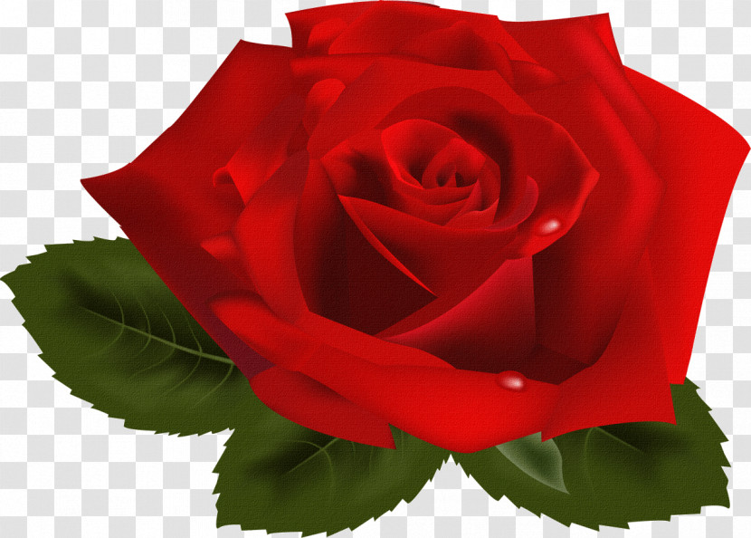 One Flower One Rose Valentines Day Transparent PNG