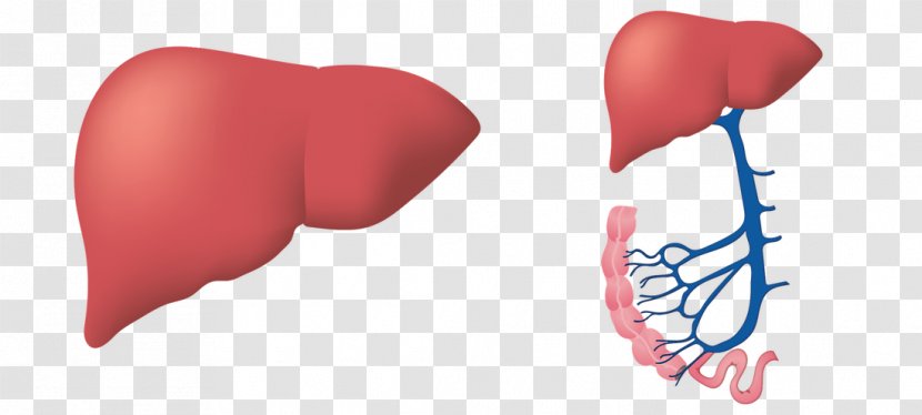 Liver Disease Ionis Pharmaceuticals Fatty - Frame - Human-liver Transparent PNG
