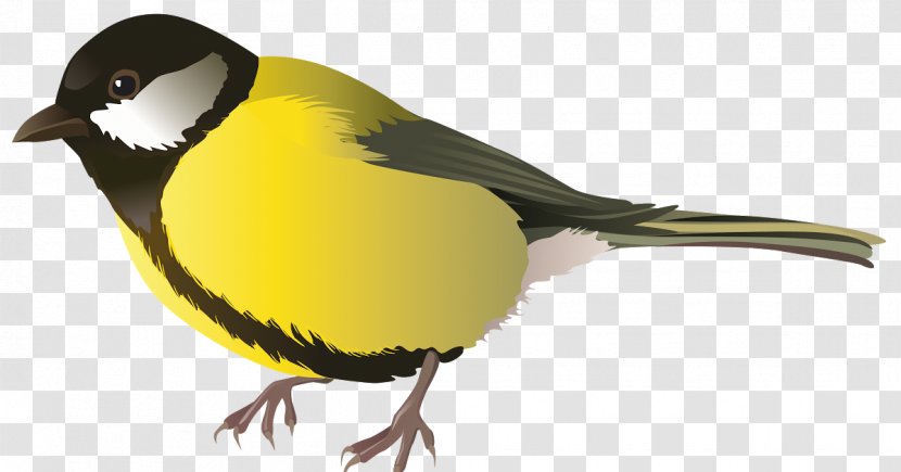 Robin Bird - Yellow Breasted Chat - Green Jay Sparrow Transparent PNG