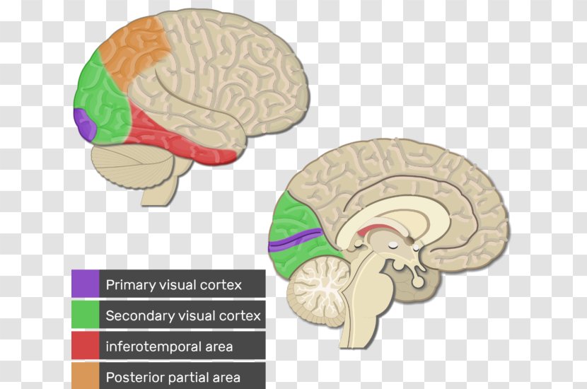 Visual Cortex Cerebral Primary Motor Parietal Lobe Somatosensory - Tree Transparent PNG