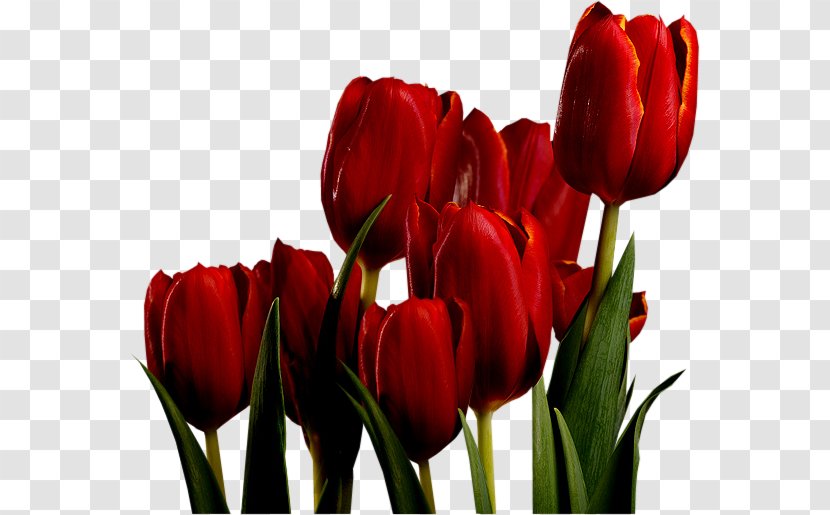 Tulip Mania Red Bulb Keukenhof Transparent PNG