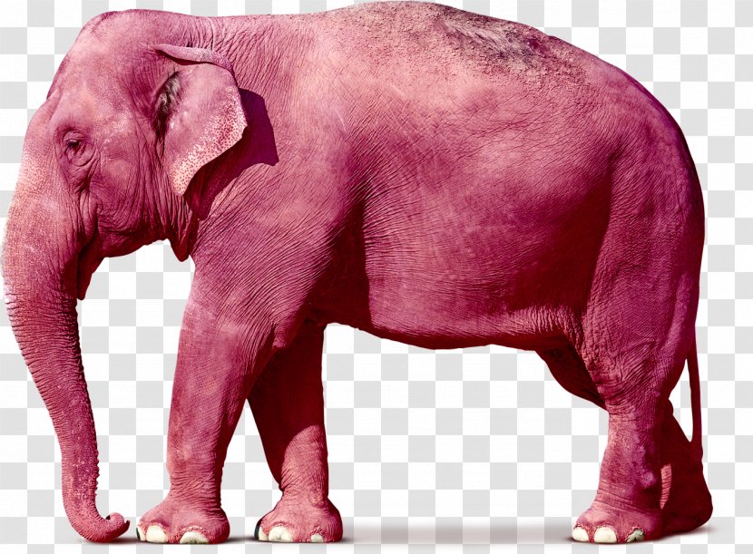 Desktop Wallpaper Asian Elephant African - Stock Photography - Thai Transparent PNG