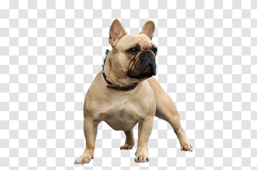 Toy Bulldog French Olde English Bulldogge Valley Dorset Tyme - Dog Like Mammal - Lanz Transparent PNG