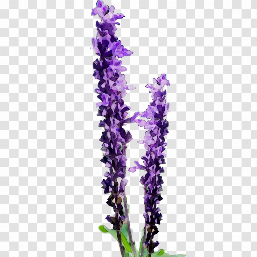 Clip Art Flower Openclipart English Lavender - Purple Loosestrife Transparent PNG