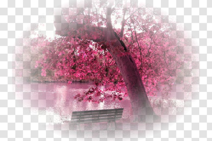 Desktop Wallpaper Cherry Blossom High-definition Television Color - Magenta Transparent PNG