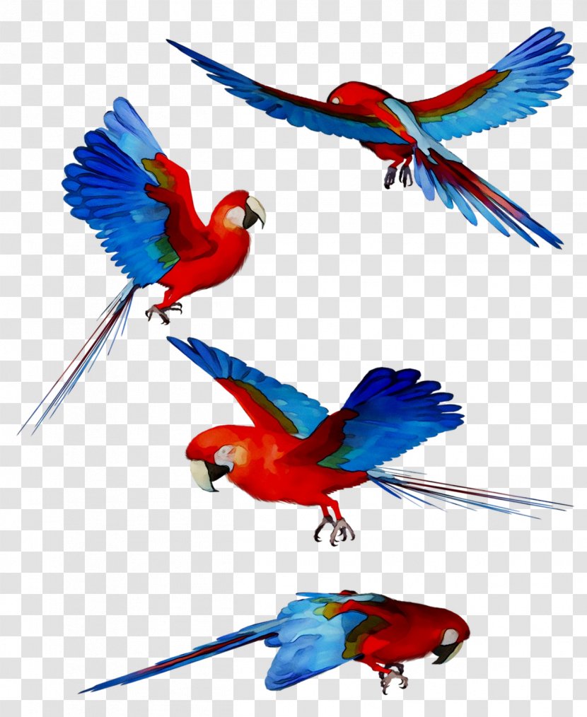 Macaw Feather Parakeet Beak Wing - Tail - Bird Supply Transparent PNG