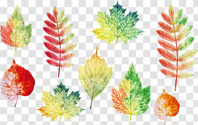 Autumn Leaves Leaf Euclidean Vector - Graphic Arts Transparent PNG