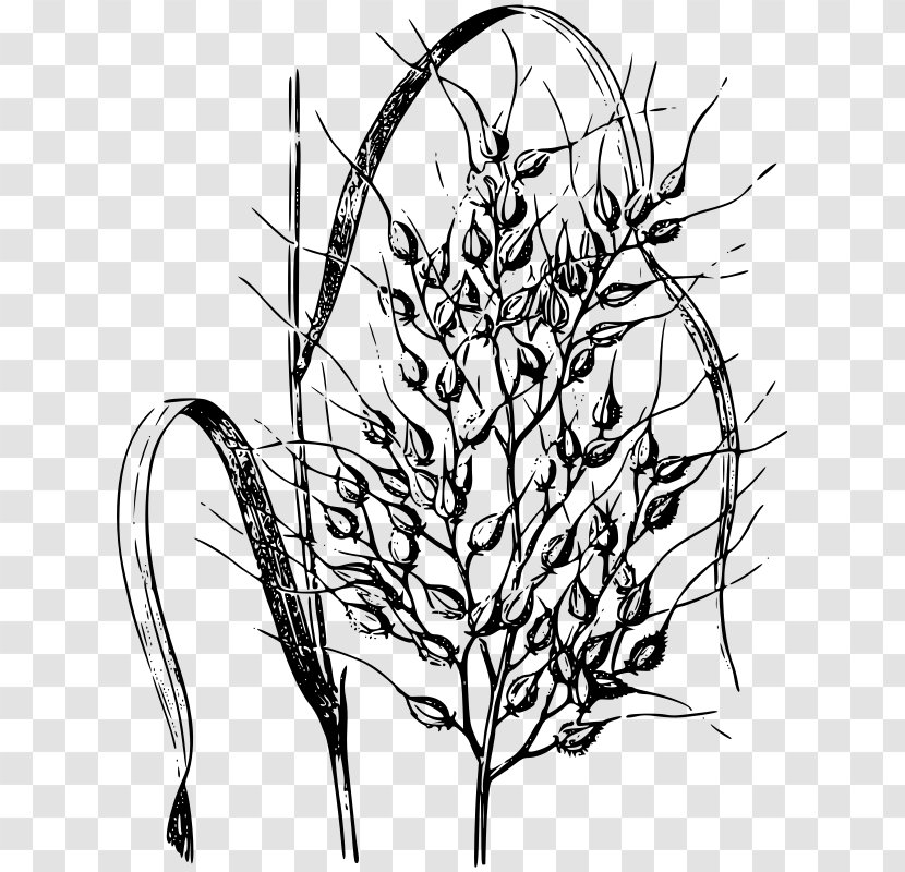 Rice Cereal Drawing - Organism - Plant Transparent PNG