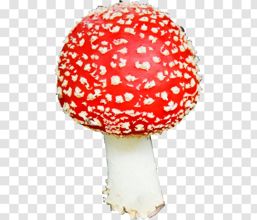 Image Edible Mushroom Fungus - Red Transparent PNG
