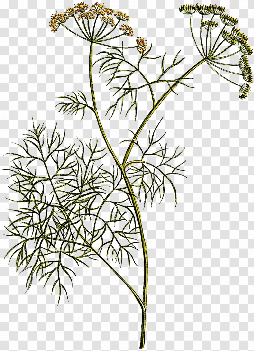 Plant Flower Cow Parsley Heracleum (plant) Parsley Family Transparent PNG