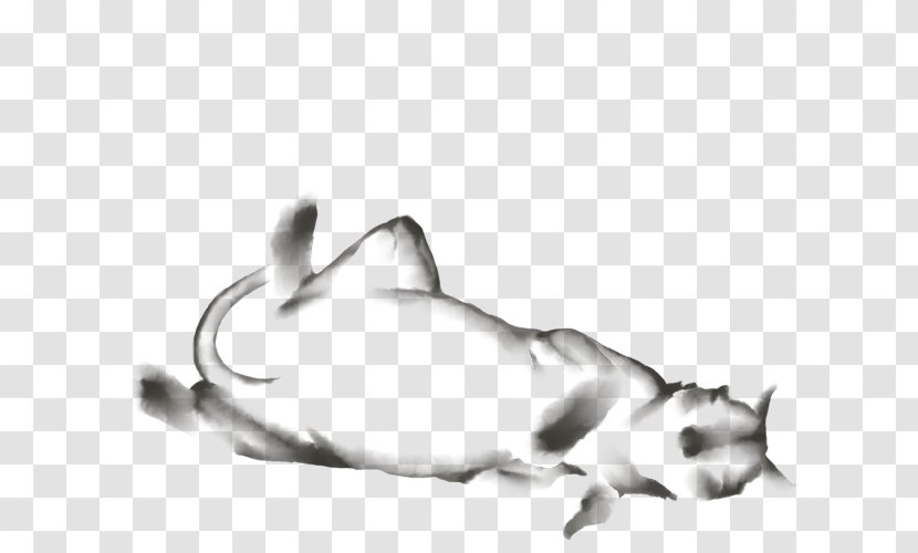 Whiskers Kitten Cat Rat Canidae - Organism Transparent PNG