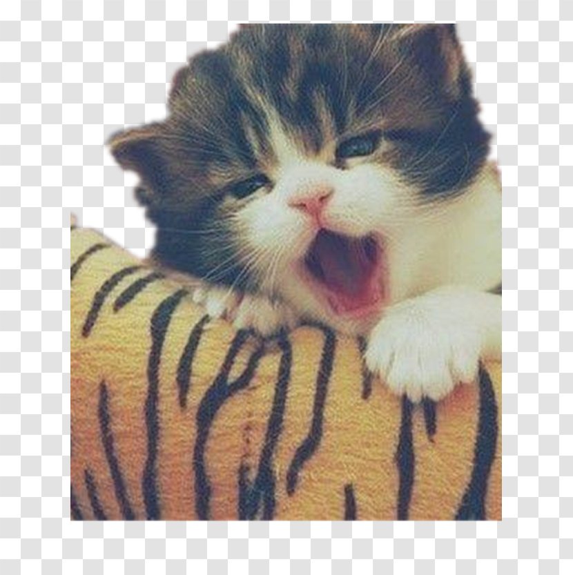 Havana Brown Kitten Puppy Dog Cuteness - Animal - Yawning Cat Transparent PNG