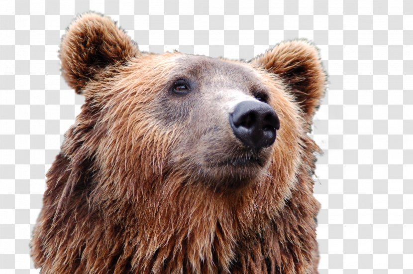 Moonridge Animal Park Brown Bear Wildlife Travel - Tourist Attraction - Grizzly Tattoo Transparent PNG