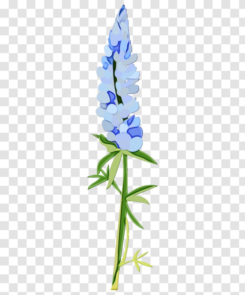 Flower Flowering Plant Blue Bluebonnet - Wet Ink - Stem Grape Hyacinth Transparent PNG