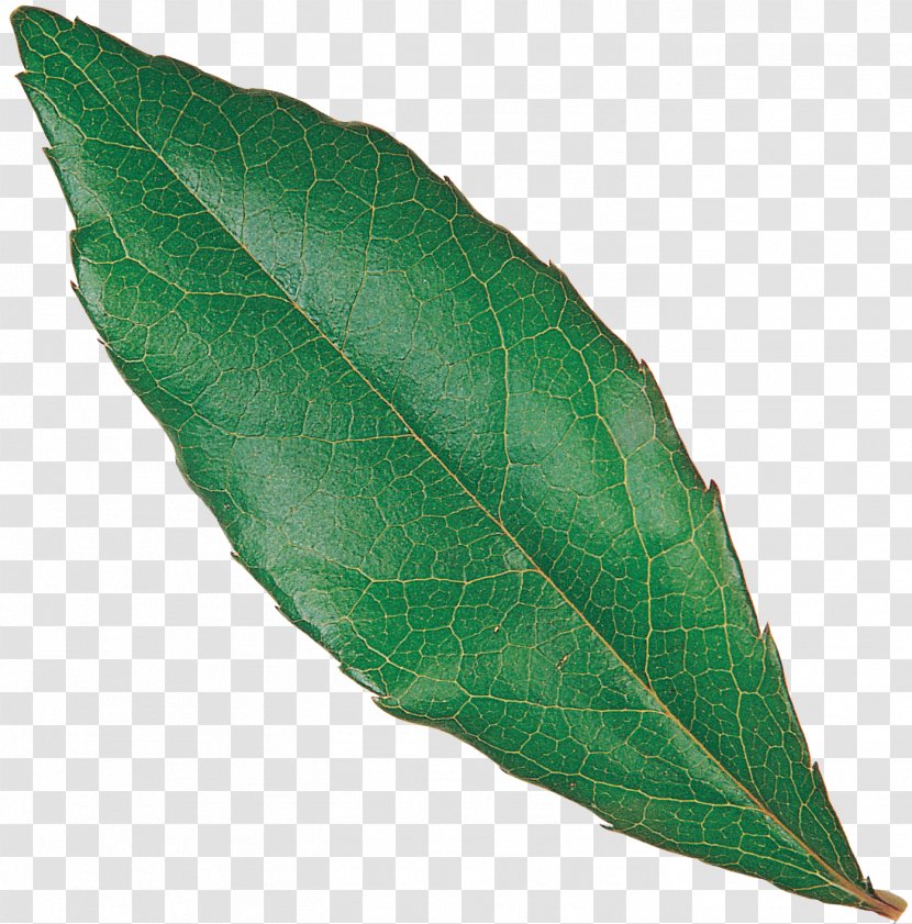 Plant Leaf - Eucalyptus Transparent PNG