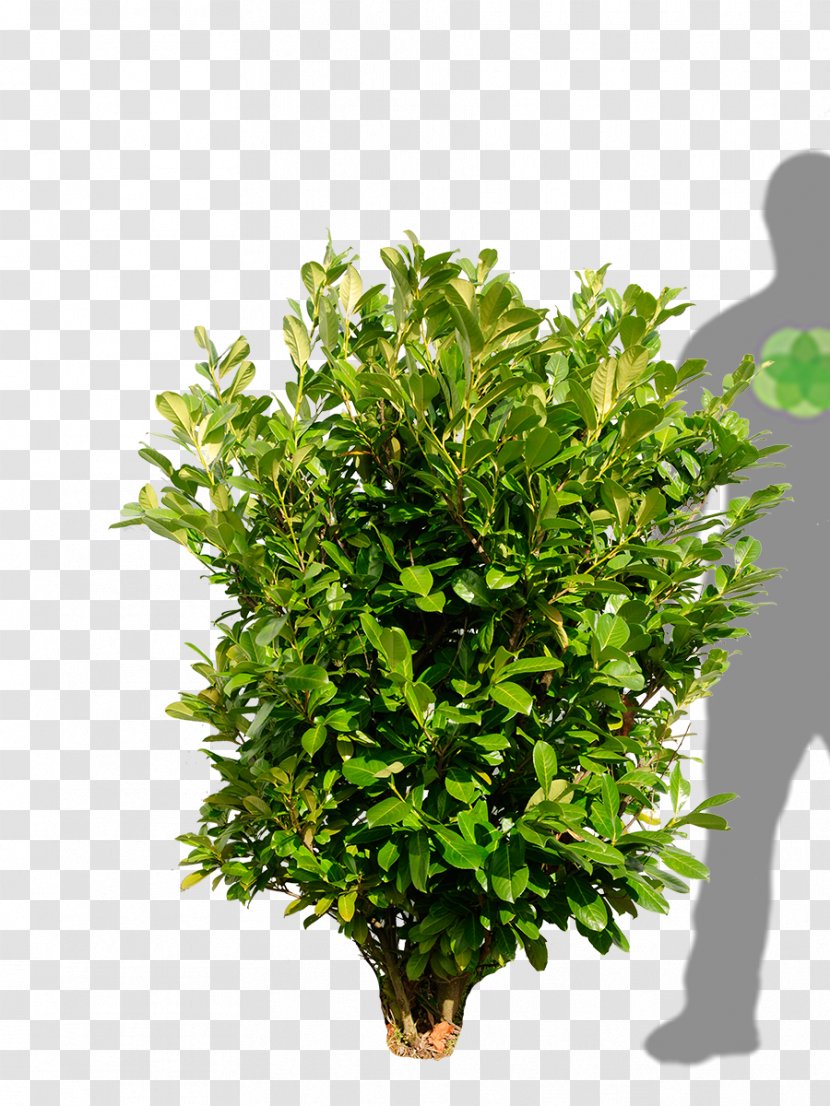 Cherry Laurel Shrub Plant Bay Evergreen - Grass Transparent PNG