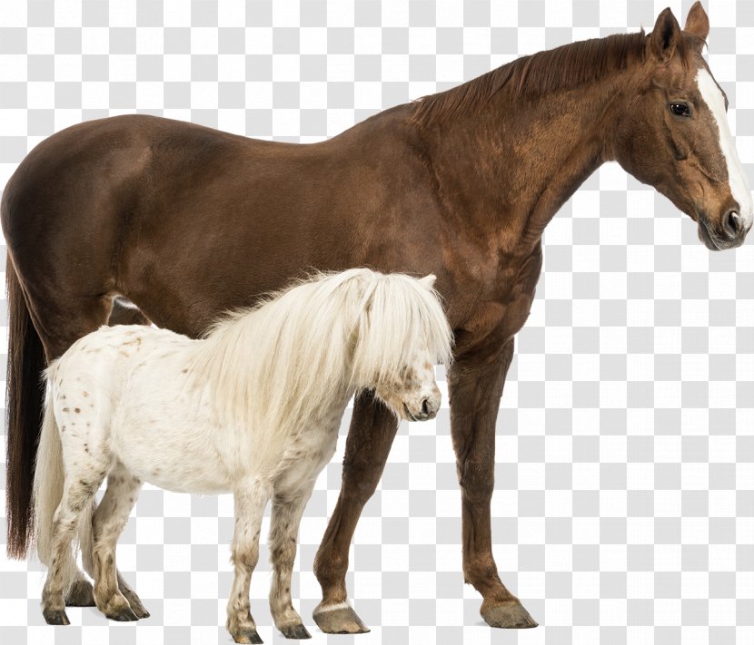 Shetland Pony Belgian Horse Welsh And Cob Stock Photography - Breed - Horses Transparent PNG