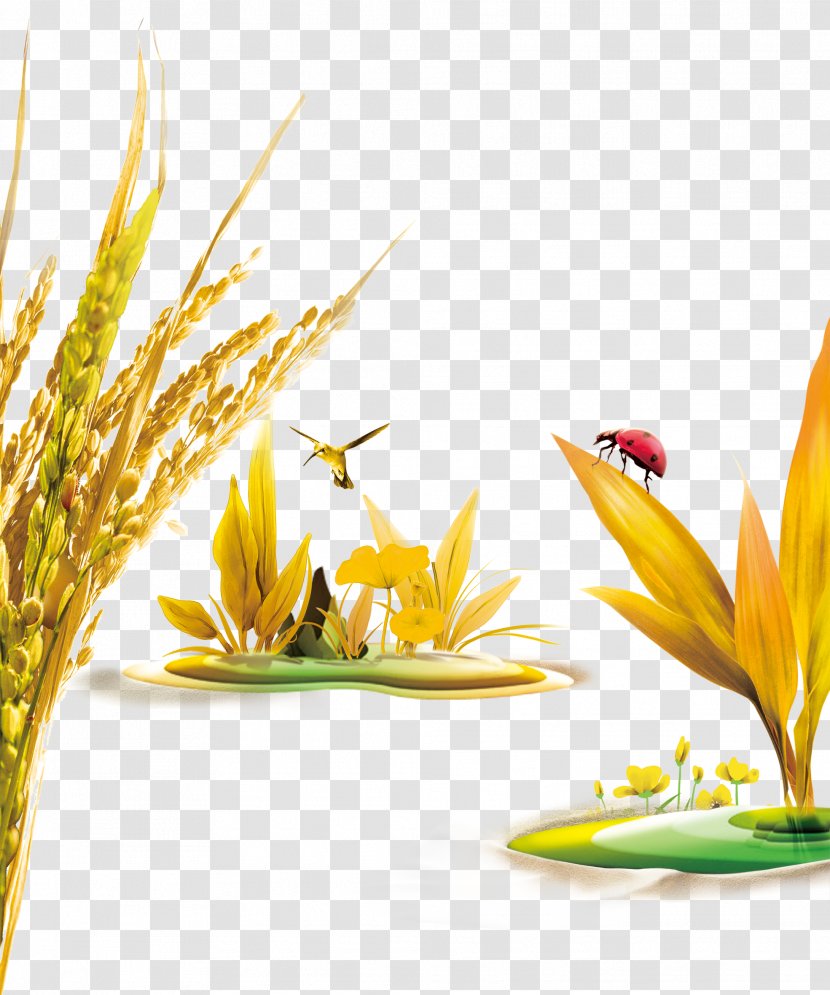 Rice Advertising - Grass - Oats Wheat Birds Ladybug Transparent PNG