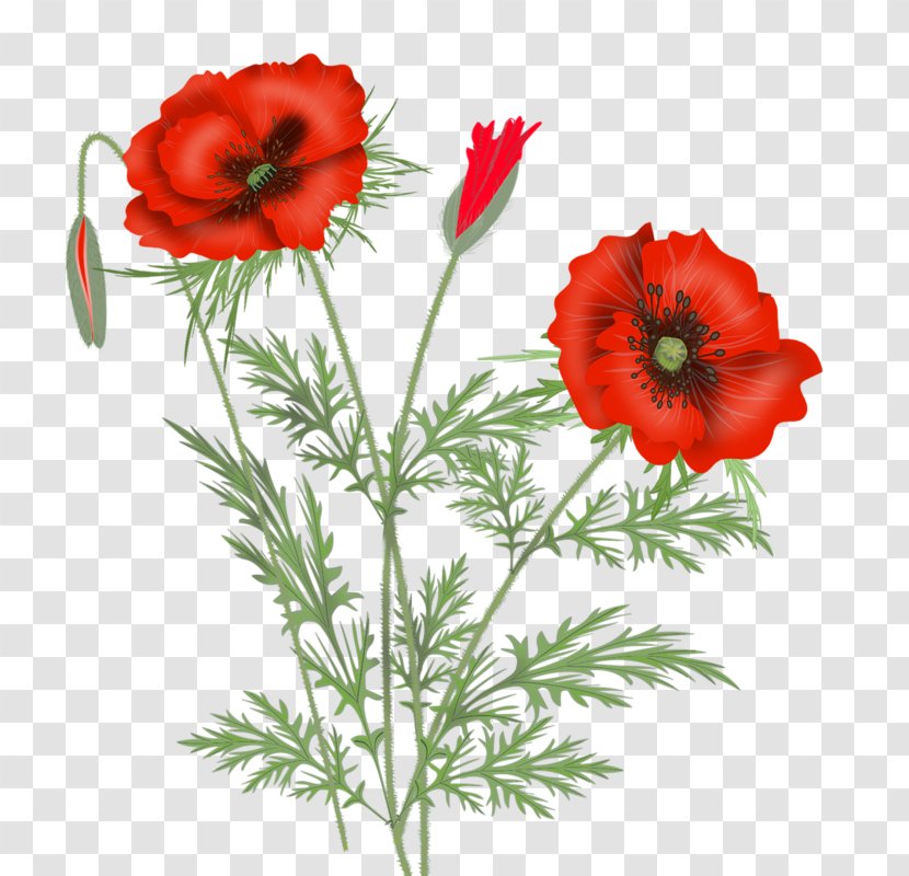 Poppy Cut Flowers Clip Art Flower Bouquet - Floral Design - Red Transparent PNG