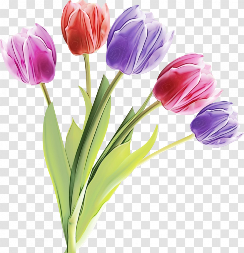 Flower Tulip Plant Petal Cut Flowers Transparent PNG