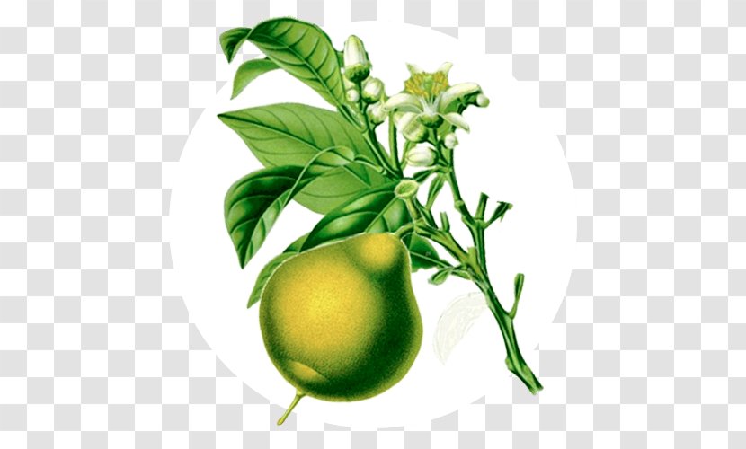 Lime Ananda Apothecary Essential Oil Bergamot Orange - Aromatherapy Transparent PNG