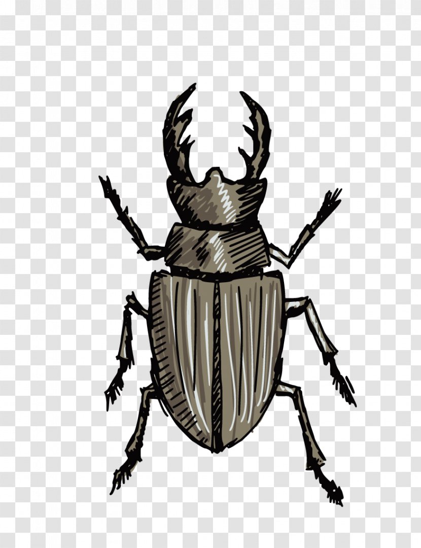 Stag Beetle Drawing Clip Art - Stock Photography - Beetles Transparent PNG