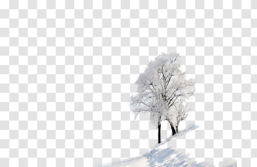 Daxue Winter Snow Wallpaper - Monochrome - Two Trees In The Transparent PNG