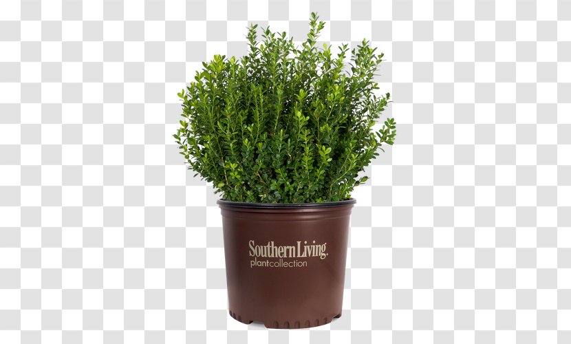 Shrub Garden Planta Para Acuario De Agua Dulce Hedge - Soil - Plant Transparent PNG