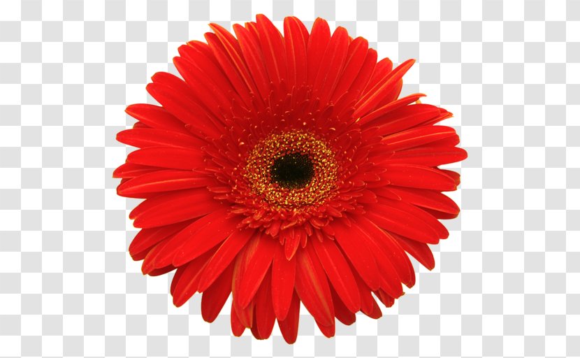 Republic Day Valentine's Flower Wish Greeting & Note Cards - Flowering Plant Transparent PNG