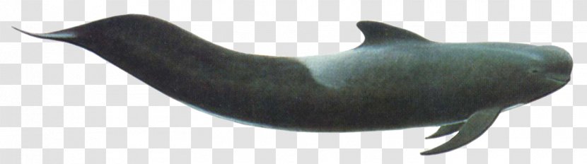 Tucuxi Porpoise Sea Lion Dolphin - Organism - Whales Dolphins And Porpoises Transparent PNG