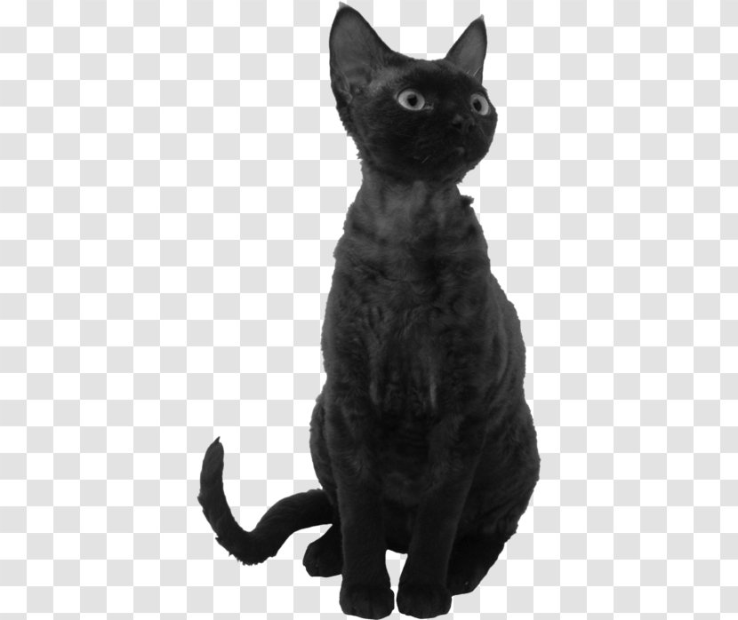 Black Cat Bombay Korat Devon Rex American Wirehair - Snout - Kitten Transparent PNG