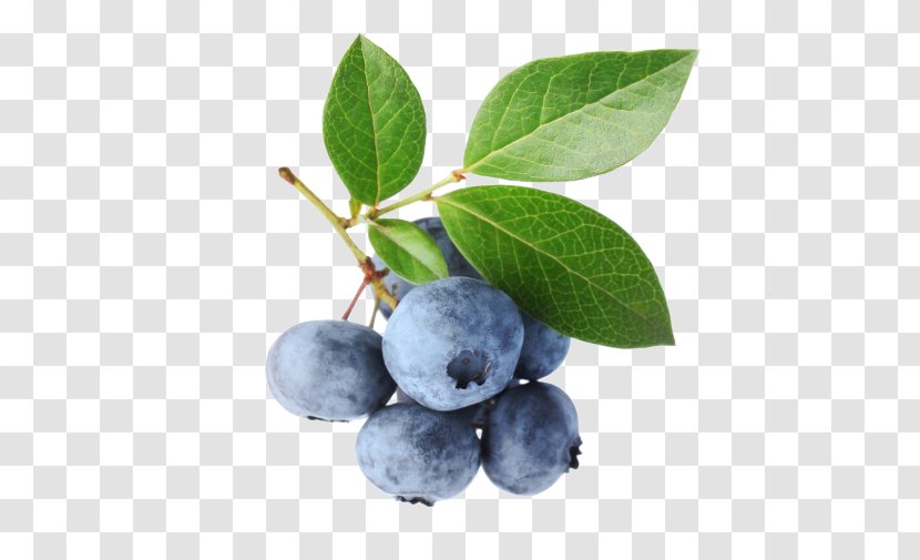 Highbush Blueberry Bilberry Leaf - Berry Transparent PNG